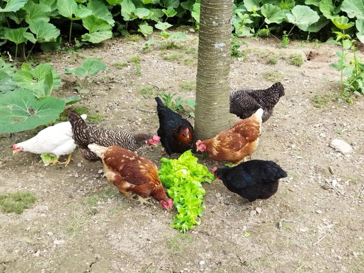 Chalupa Pod Klepacem Králíky Dış mekan fotoğraf